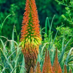 花溪蘆薈<strong>美容</strong>護(hù)膚：拯救你的肌膚問題！