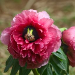 芍藥之美：揭秘芍藥對美容護膚的功效與作用