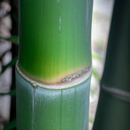 玉竹的美容護(hù)膚功效 玉竹的美容護(hù)膚功效