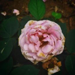 小月子多久可以開始進行<strong>美容</strong>護膚及護理？| 小月子 | <strong>美容</strong>護膚 | 護理