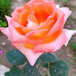 月子期間可以做<strong>美容</strong>護(hù)膚嗎女性？探討專家意見